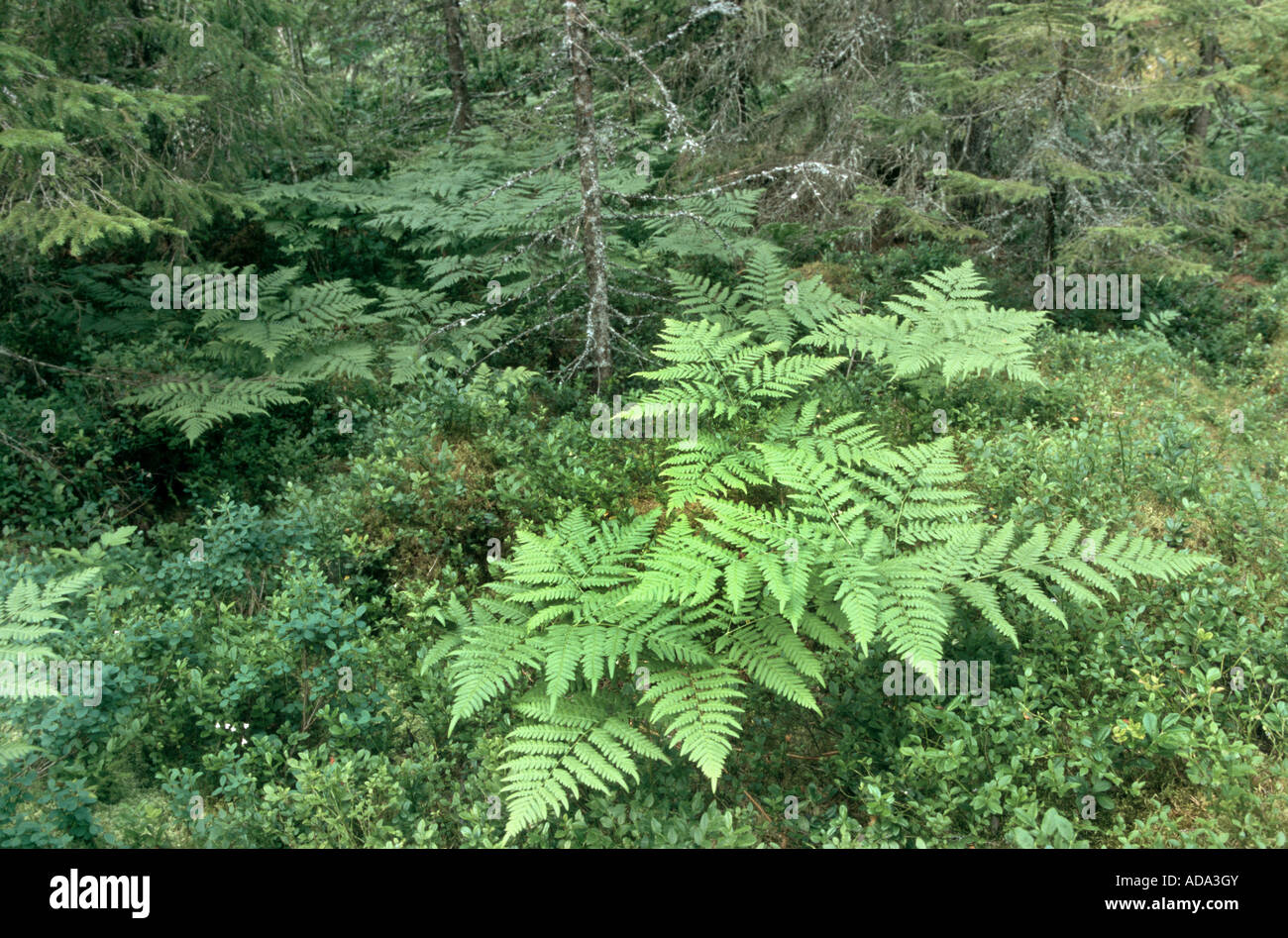 bracken fern (Pteridium aquilinum), in a natural forest Stock Photo