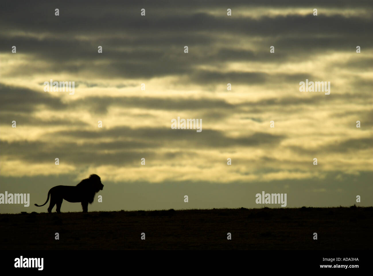 Hunters hill silhouette hi-res stock photography and images - Alamy