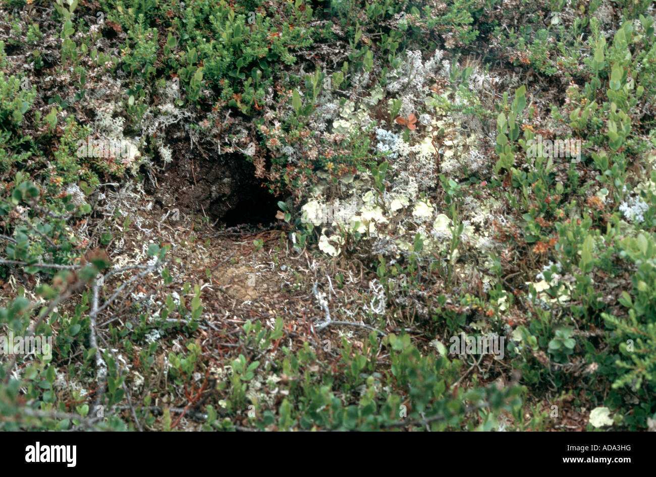 Norway lemming (Lemmus lemmus), entrance to the den Stock Photo