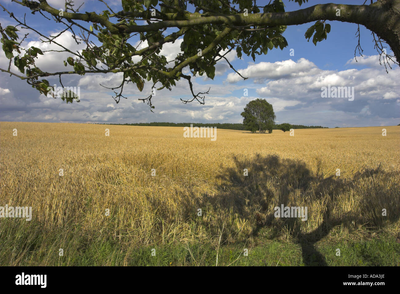 Grain field with tree hi-res stock photography and images - Alamy