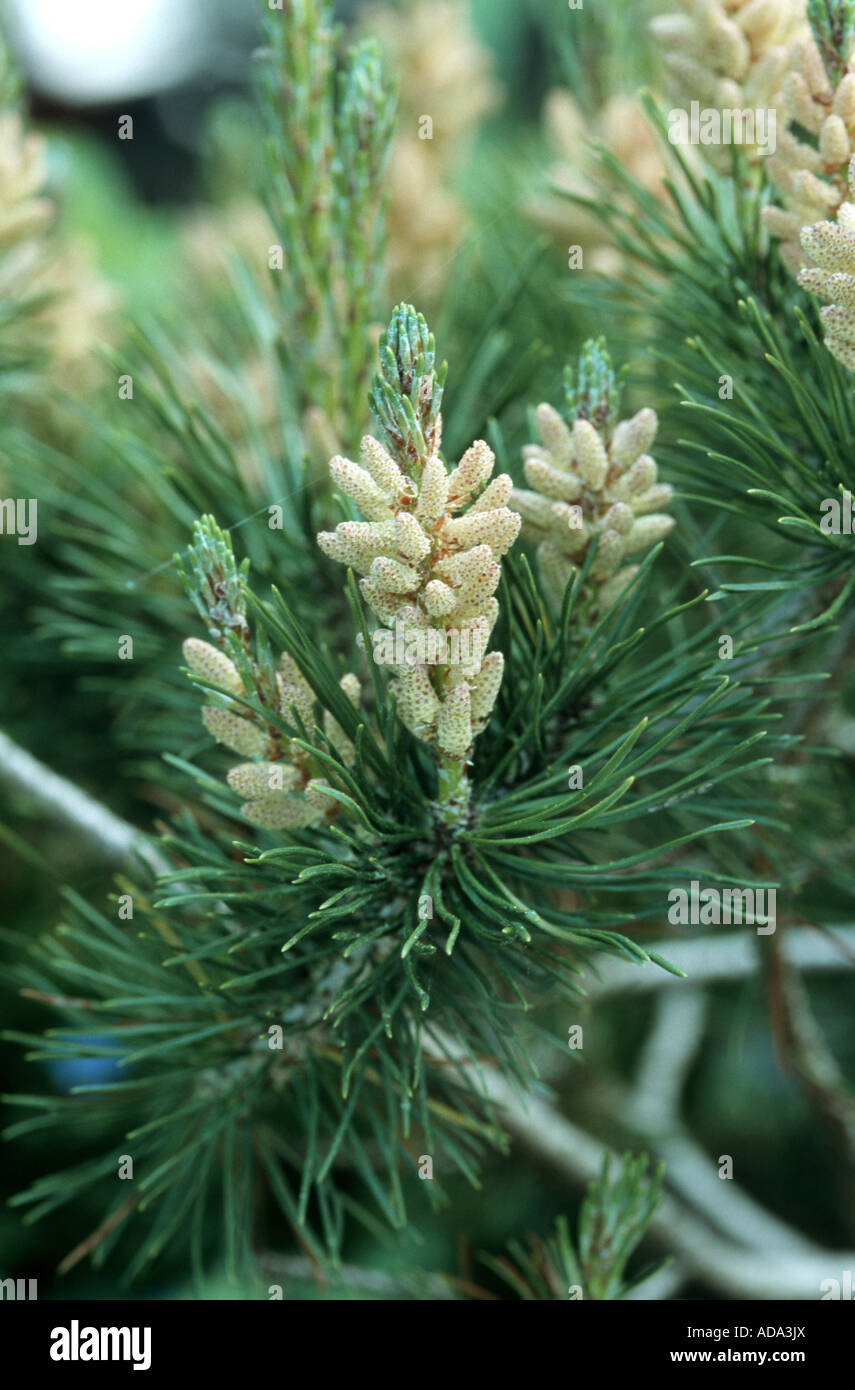 mountain pine, mugo pine (Pinus mugo), male inflorescences Stock Photo