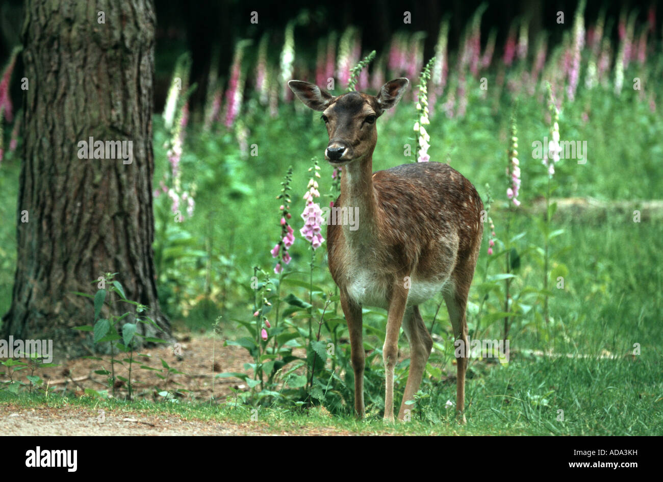 fallow deer (Dama dama, Cervus dama), female on clearing with foxglove (Digitalis purpurea) Stock Photo