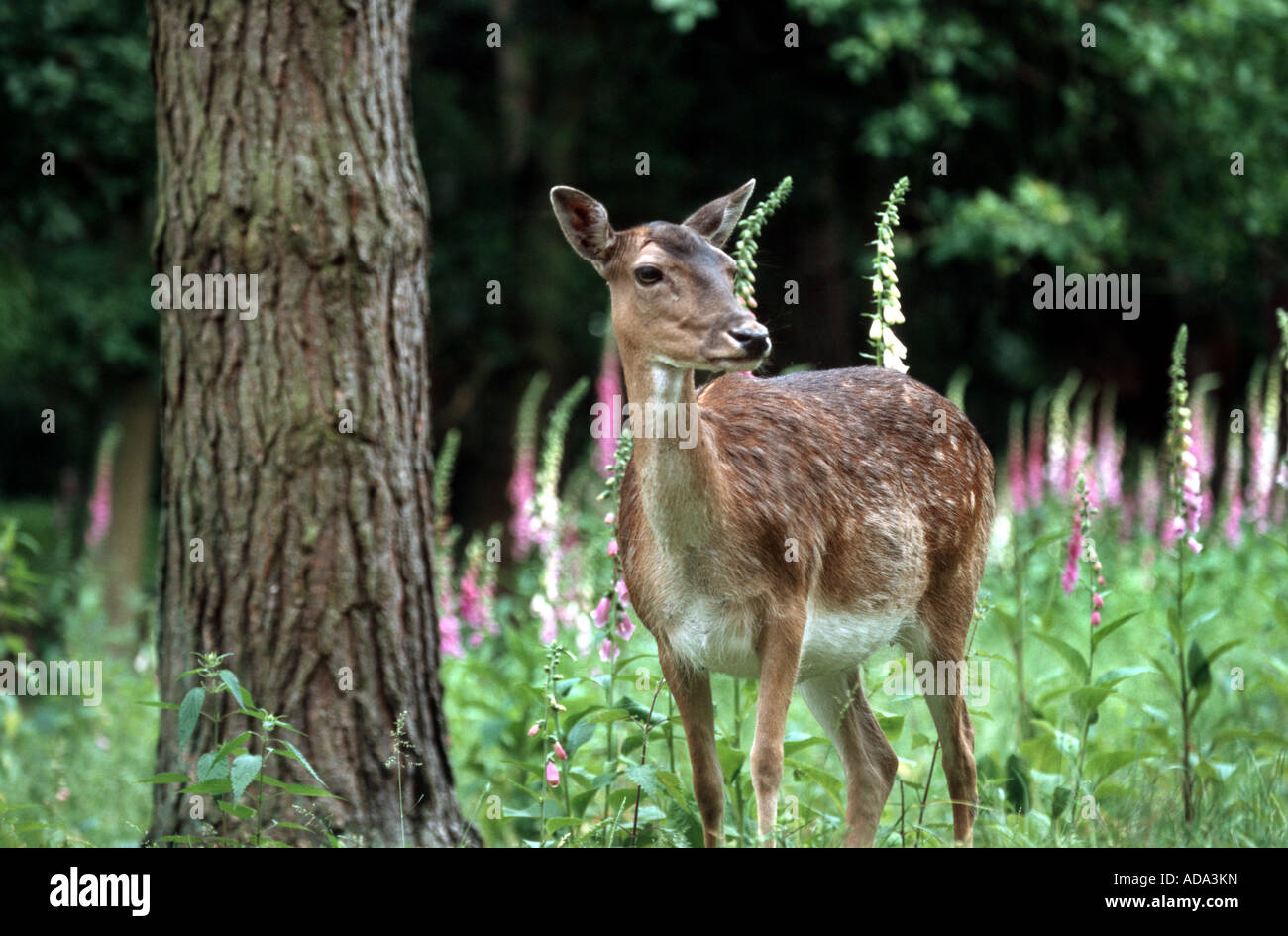 fallow deer (Dama dama, Cervus dama), hind on clearing with foxgloves (Digitalis purpurea) Stock Photo