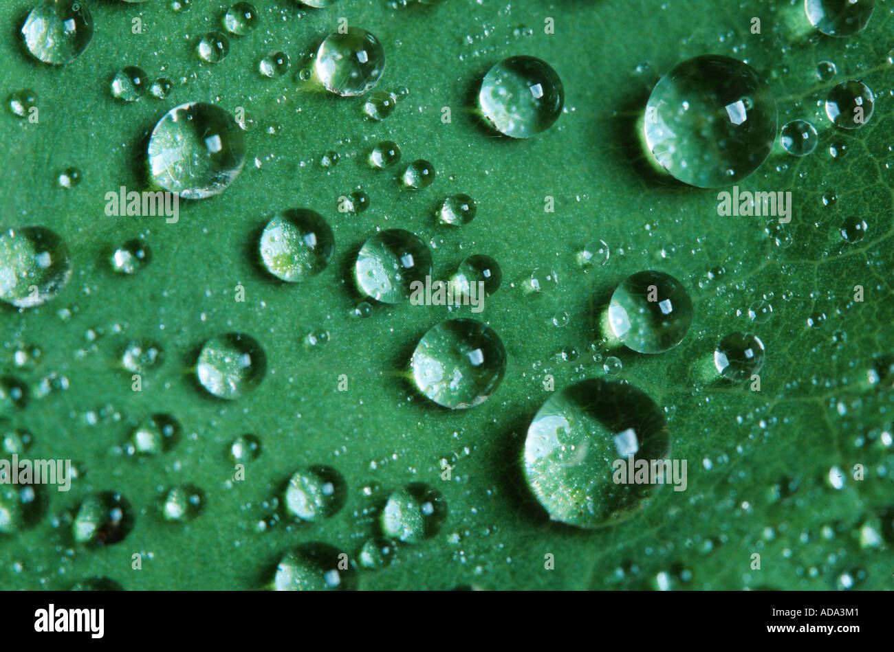 common lady's-mantle (Alchemilla vulgaris agg.), dew drops on leaf, Germany, North Rhine-Westphalia Stock Photo