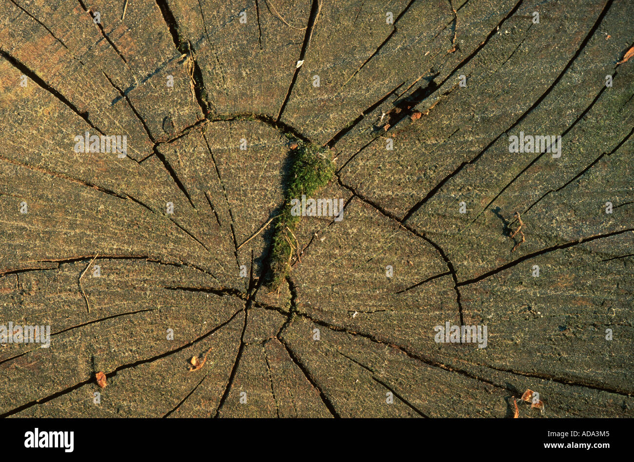 Scotch pine, scots pine (Pinus sylvestris), cross section of an old trunk, Germany, Lower Saxony, Piesberg, Osnabrueck Stock Photo
