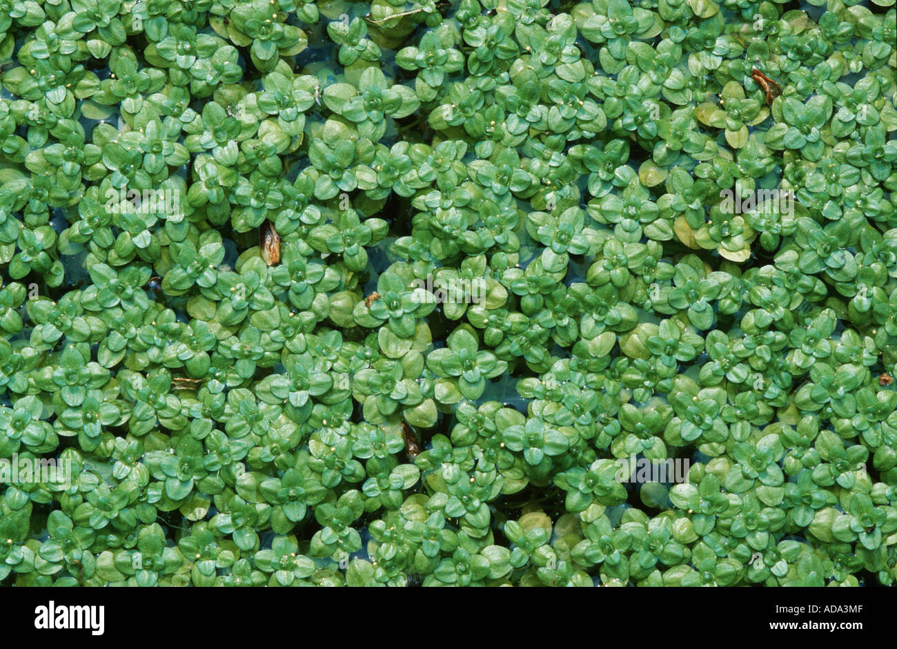 common water-starwort, European water-starwort (Callitriche palustris agg.), plant carpet, Germany, Lower Saxony Stock Photo