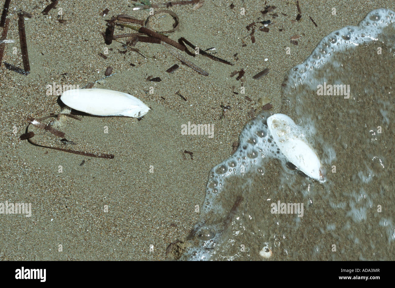 common cuttlefish (Sepia officinalis), skeletons on the shore Stock Photo