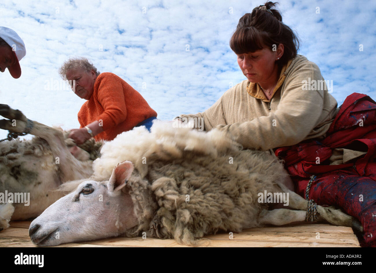 domestic sheep (Ovis ammon f. aries), sheepshearing, Norway, Nordland Stock Photo Alamy