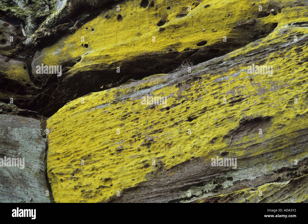 Sulfur dust lichen (Lepraria chlorina, Chrysothrix chlorina), on sandstone, Germany, Rhineland-Palatinate Stock Photo