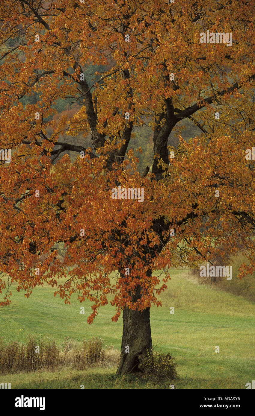wild cherry, sweet cherry, gean, mazzard (Prunus avium), in autumn colours, Germany, Saarland Stock Photo