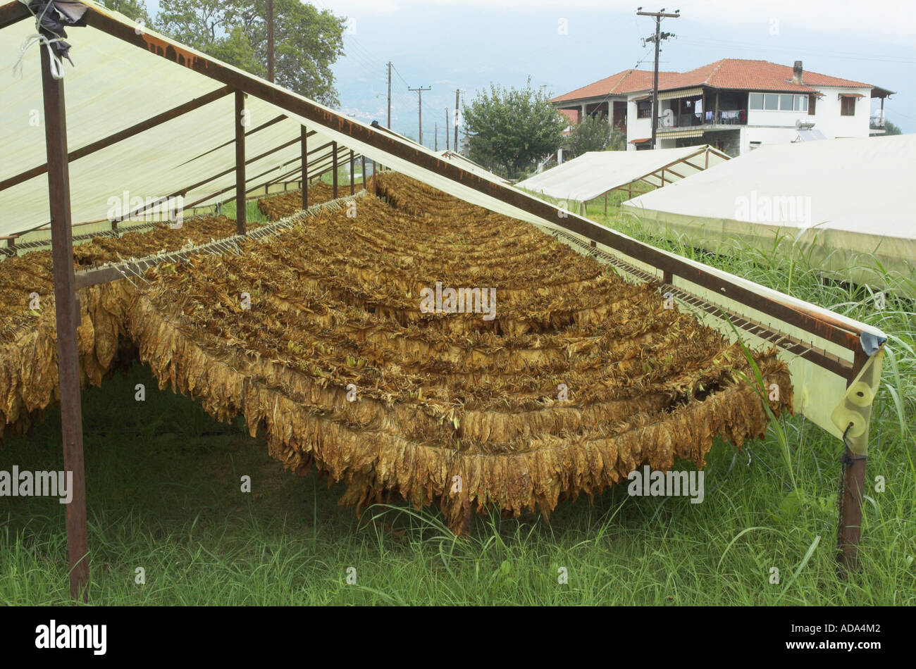 sun drying tobacco cultivated tobacco (Nicotiana tabacum), drying on air, Greece, Makkedonien,  Sidirohori Stock Photo