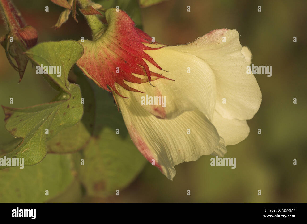 cotton (Gossypium barbadense), flower, Greece Stock Photo