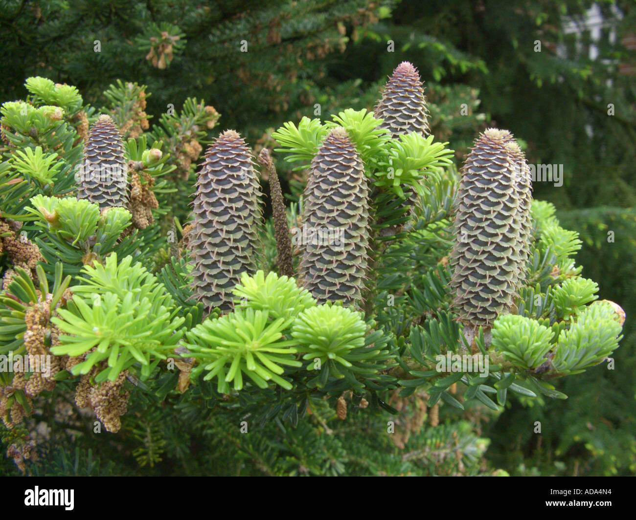 Korean fir (Abies koreana), twigs with cones Stock Photo