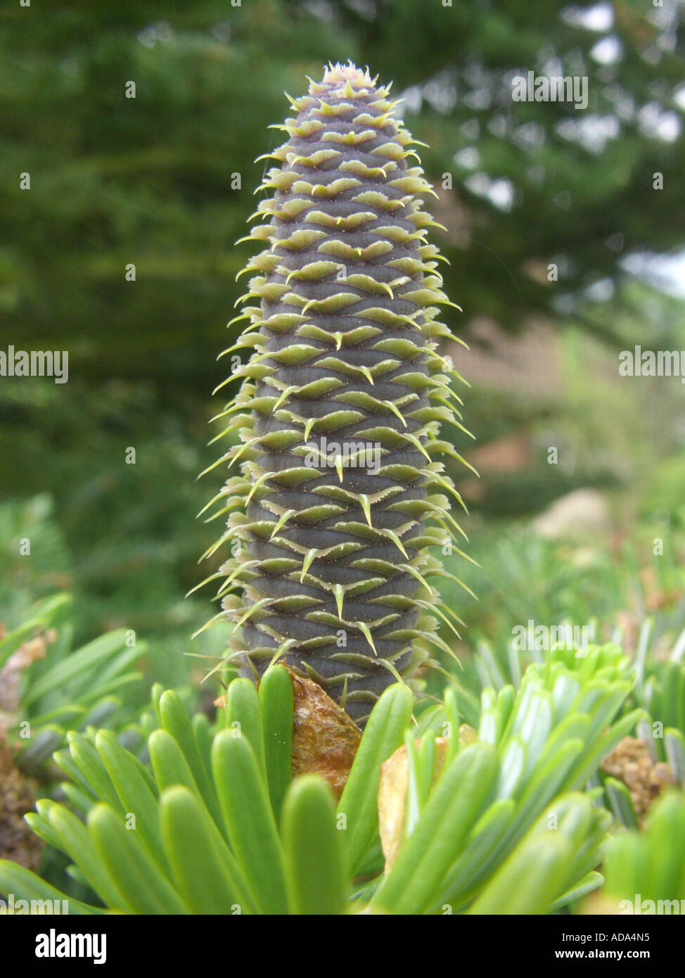 Korean fir (Abies koreana), twigs with cones Stock Photo