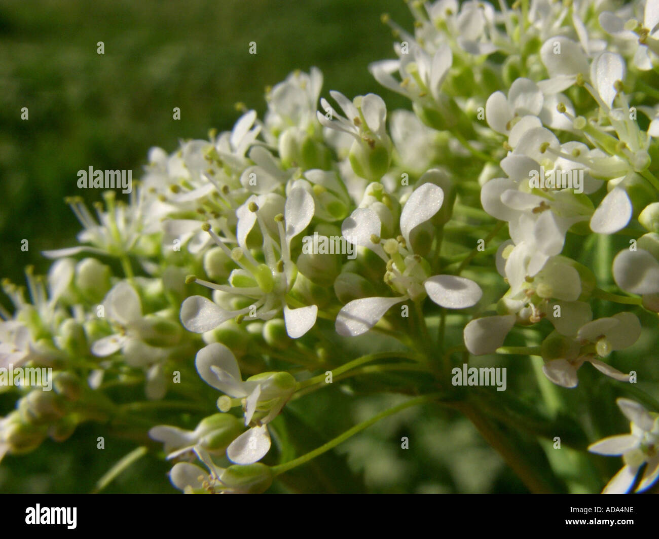 white top, hoary cress (Cardaria draba), flowers Stock Photo