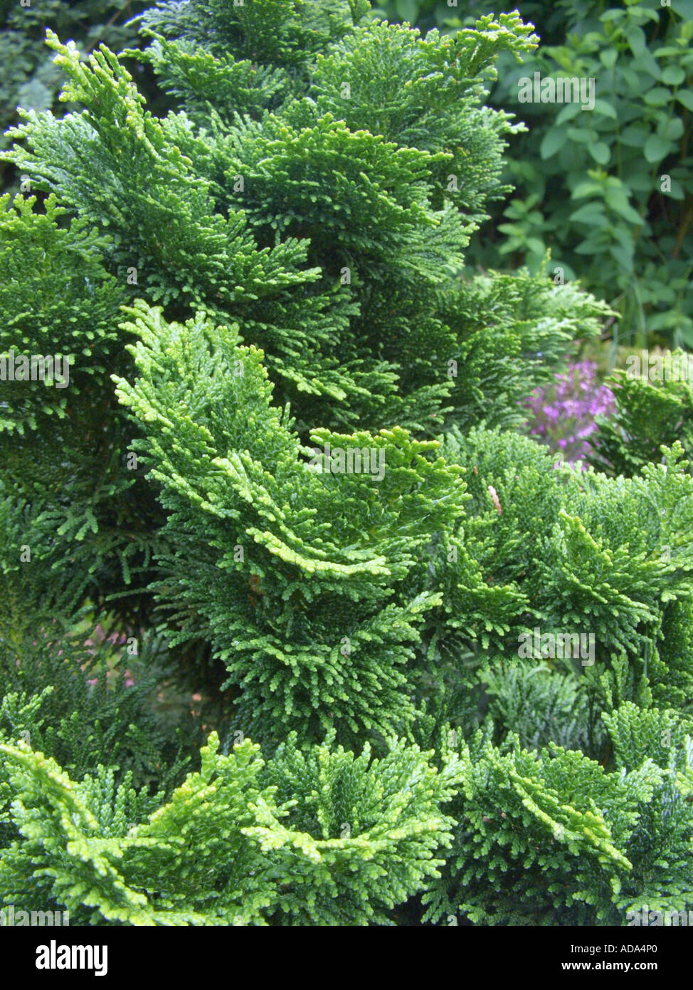 hinoki (Chamaecyparis obtusa), cv. Nana Gracilis: frequently planted ornamental wood Stock Photo