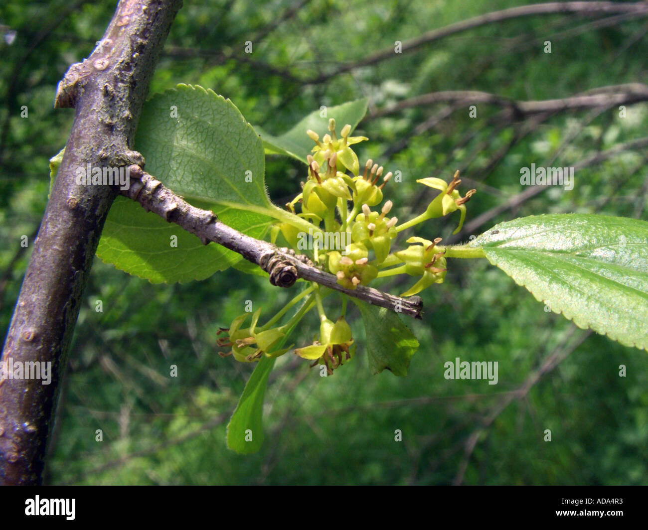 common buckthorn (Rhamnus catharticus), feed plant for the brimestone, inflorescence Stock Photo