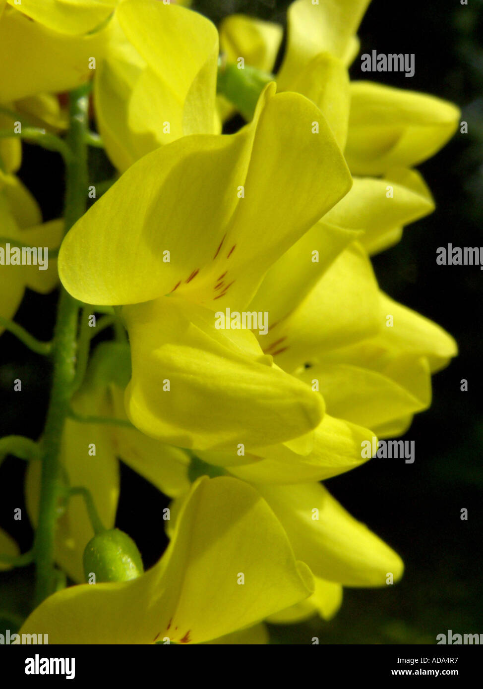 common laburnum (Laburnum anagyroides), flowers Stock Photo