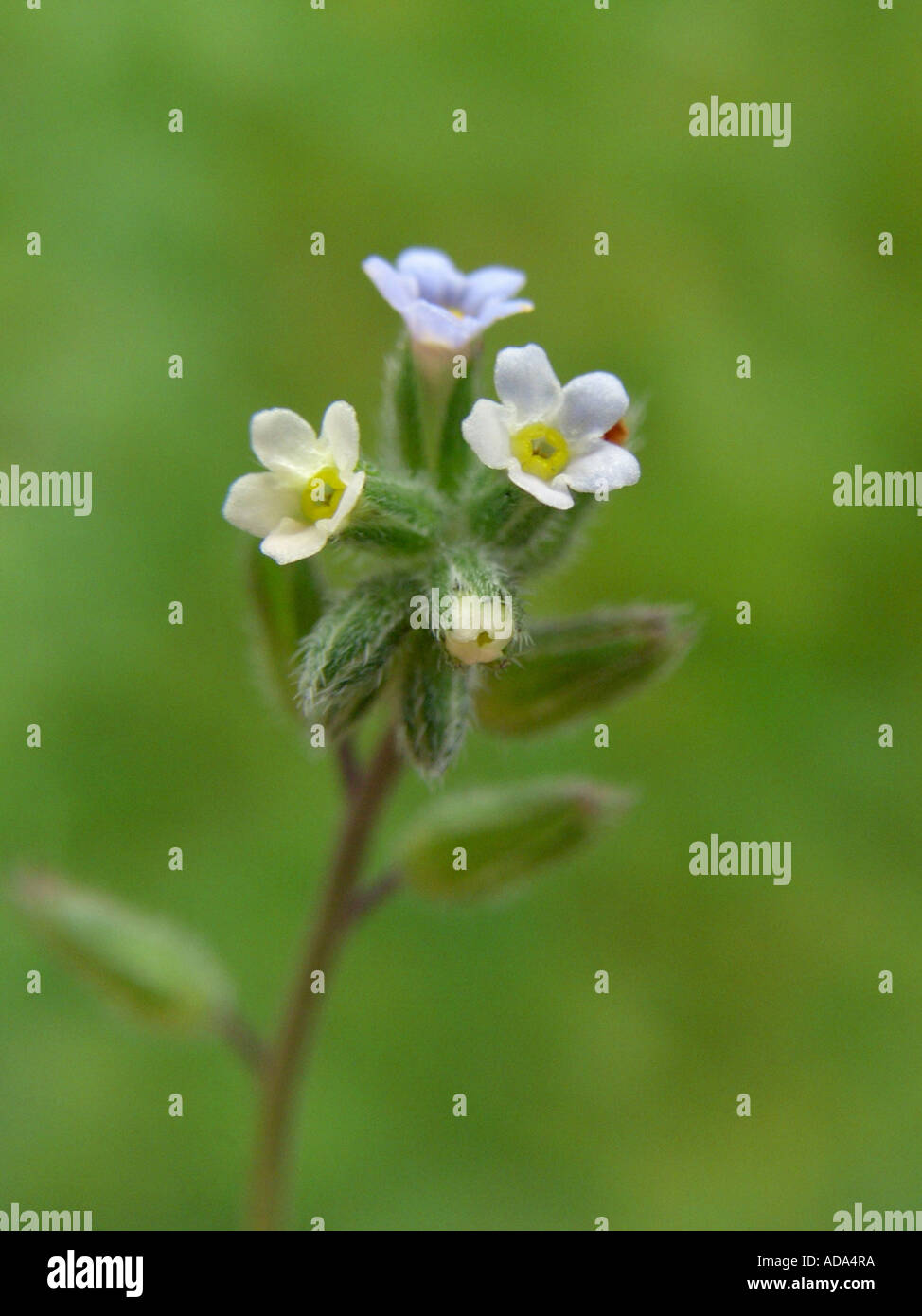 yellow & blue changing (Myosotis discolor