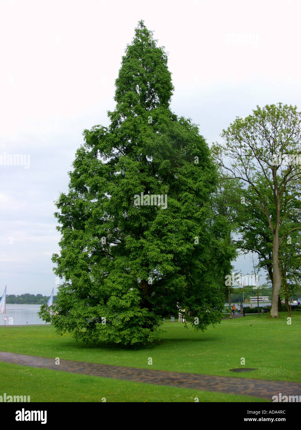 dawn redwood (Metasequoia glyptostroboides), living fossil, single tree Stock Photo