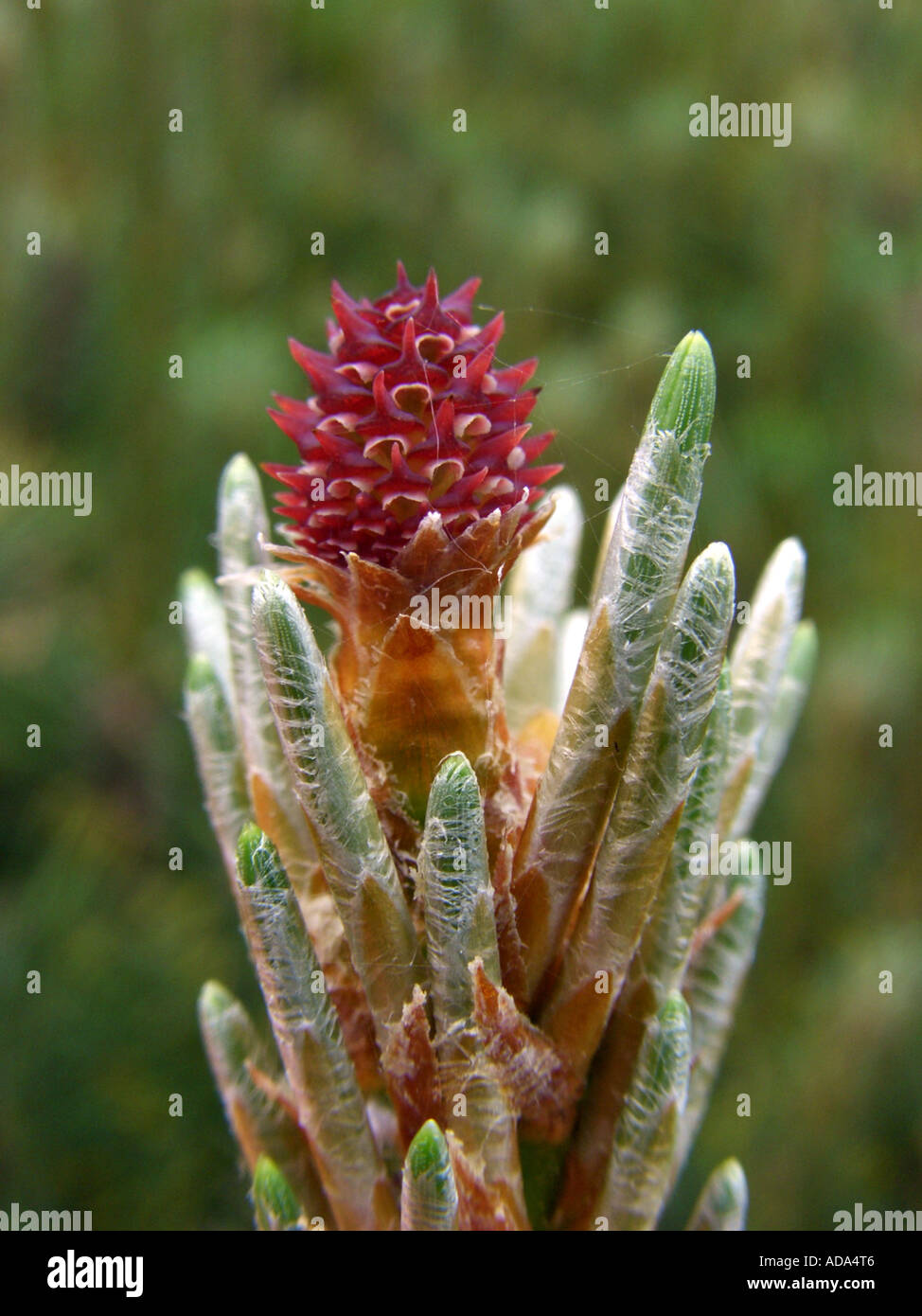 mountain pine, mugo pine (Pinus mugo), young cone Stock Photo