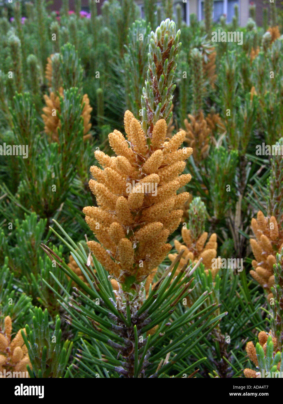 mountain pine, mugo pine (Pinus mugo), male inflorescences Stock Photo