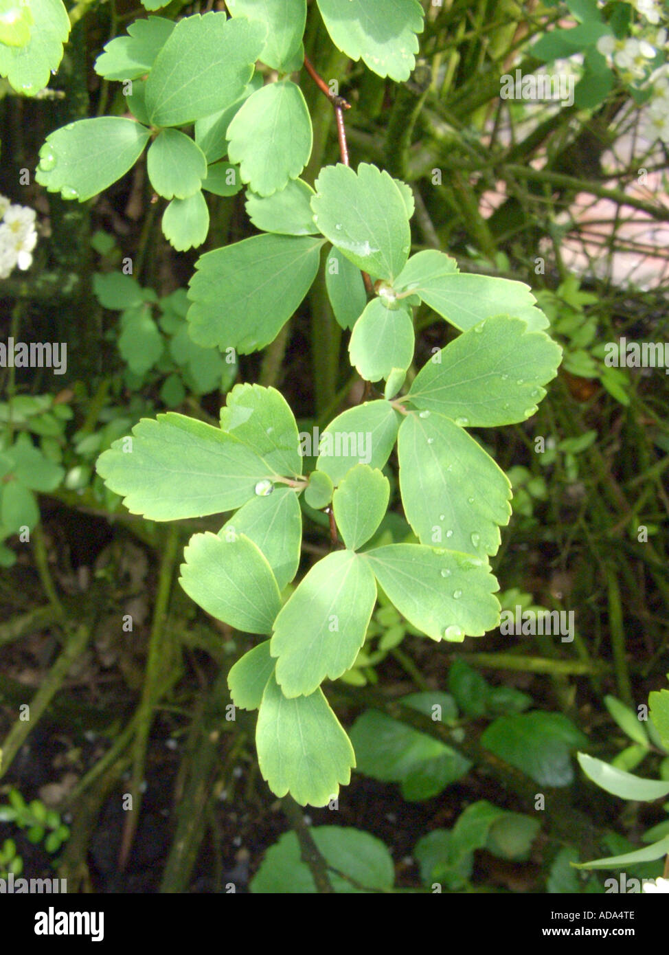 spirea, hybrid (Spiraea x vanhouttei, Spiraea vanhouttei), leaves Stock Photo