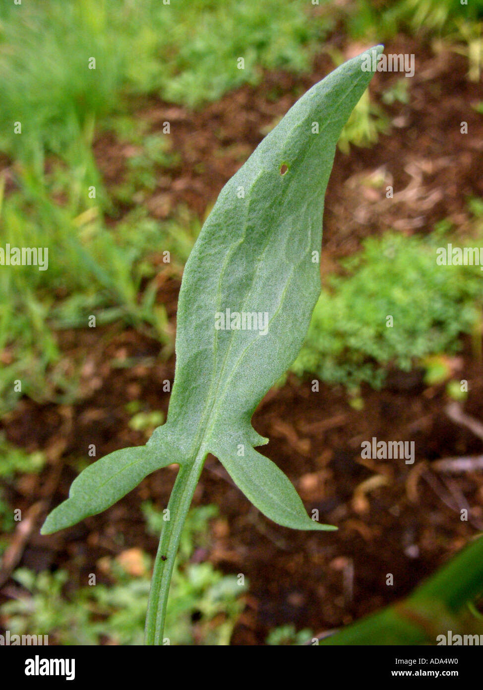 sheep's sorrel (Rumex acetosella), leaf Stock Photo