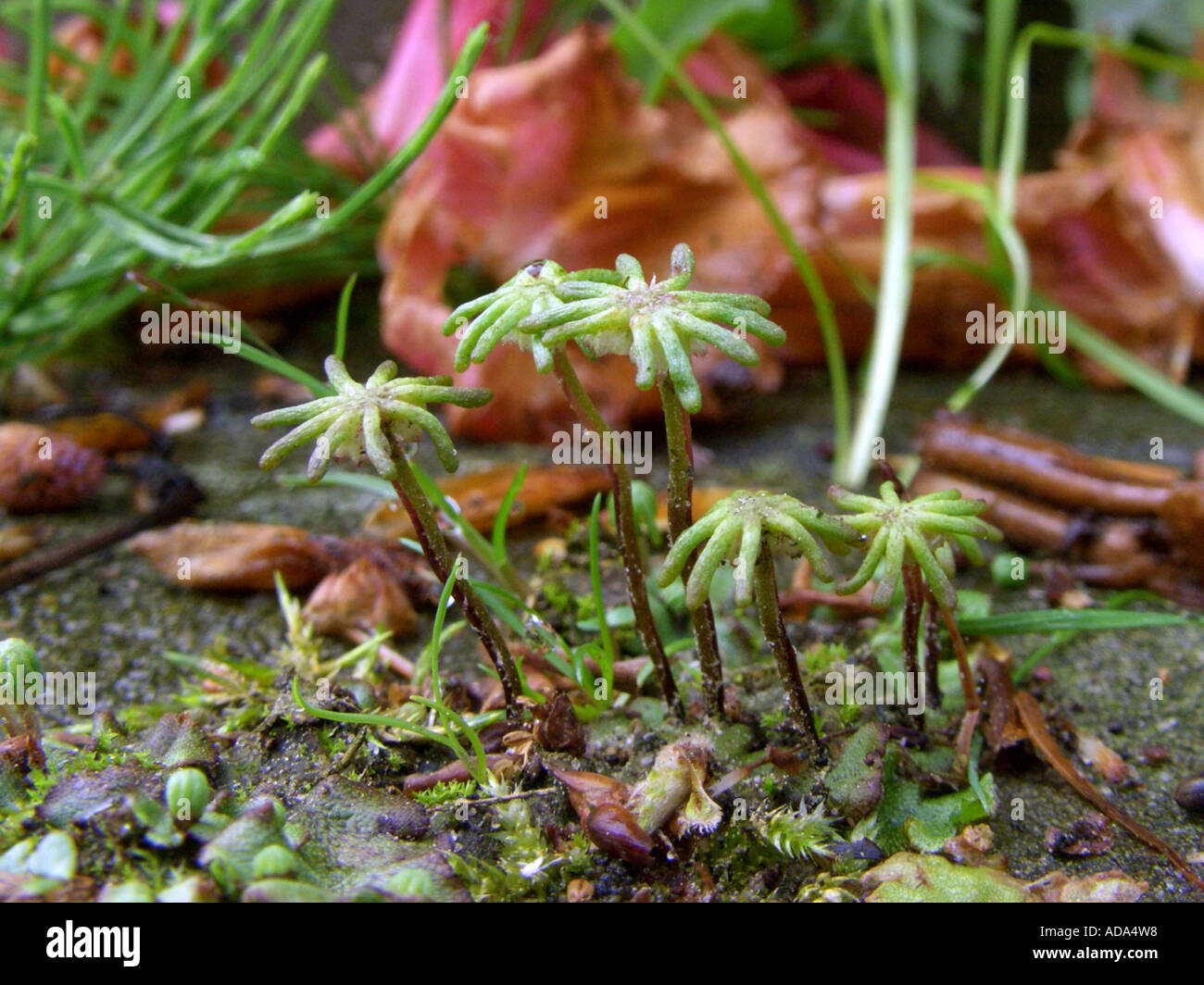 liverwort (Marchantia polymorpha), umbrella-headed antheridiophores on a sidewalk Stock Photo