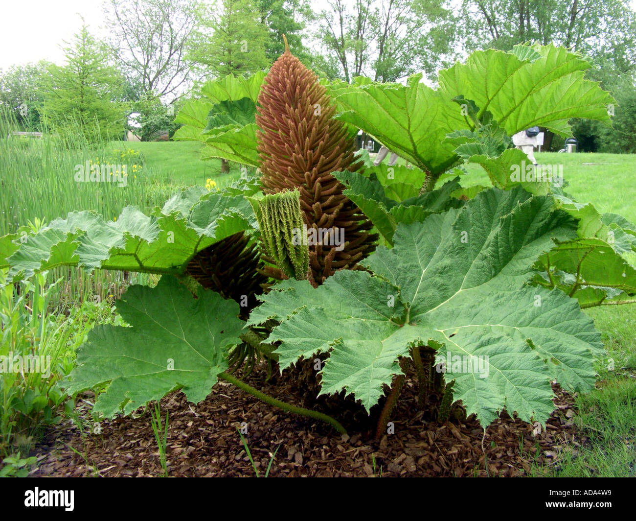 giant gunnera (Gunnera manicata), plant with inflorescence Stock Photo