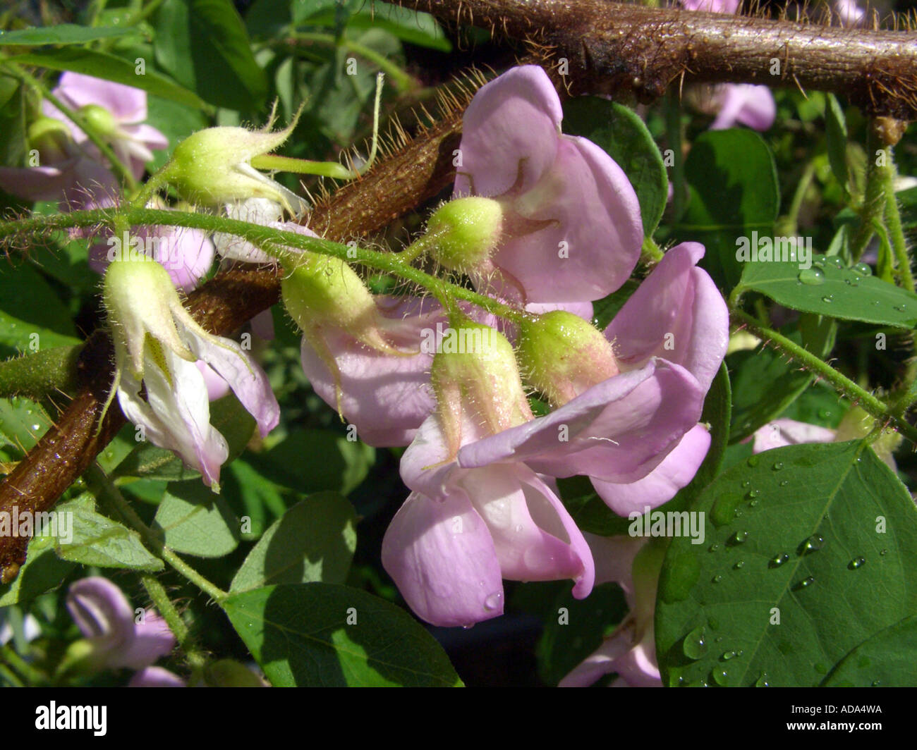 bristly locust (Robinia hispida), cv. Macrophylla: inflorescence Stock Photo