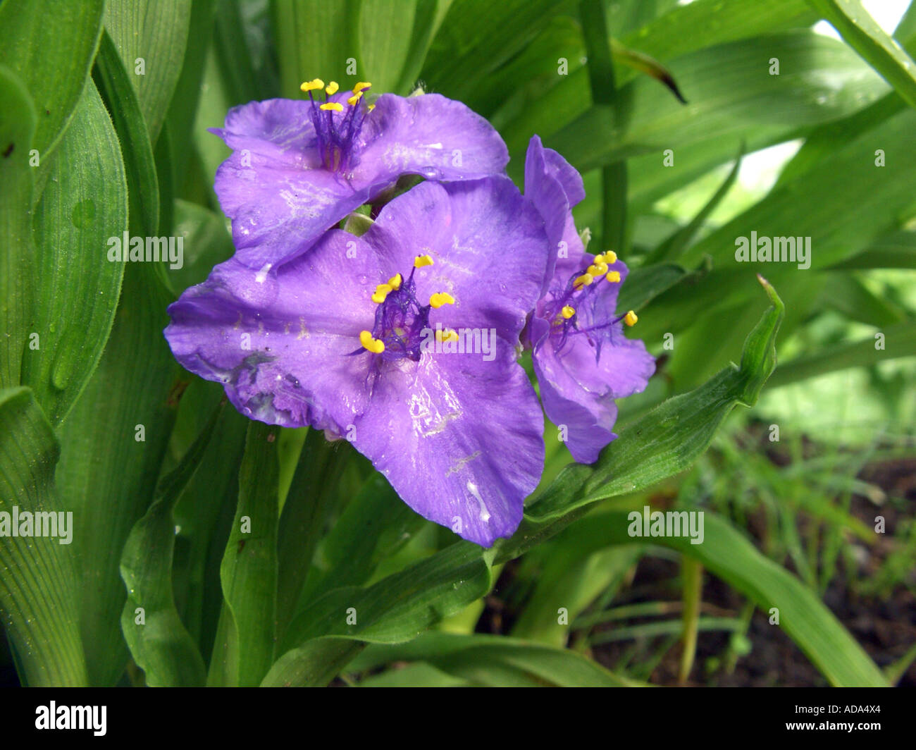 Virginia spiderwort (Tradescantia virginiana), flowers Stock Photo
