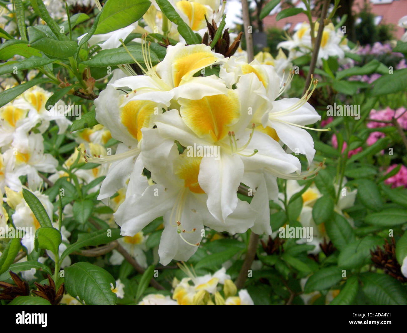 Knaphill azalea (Rhododendron Knaphill-Hybride, Rhododendron Knaphill, Azalea Knaphill), flowers Stock Photo