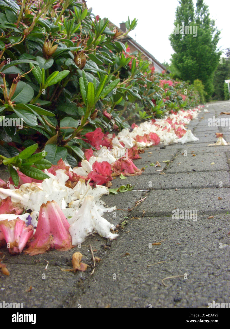 Rhododendron repens Baden Baden: fallen off flowers of a Rhododendron hedge after an intense rain Stock Photo