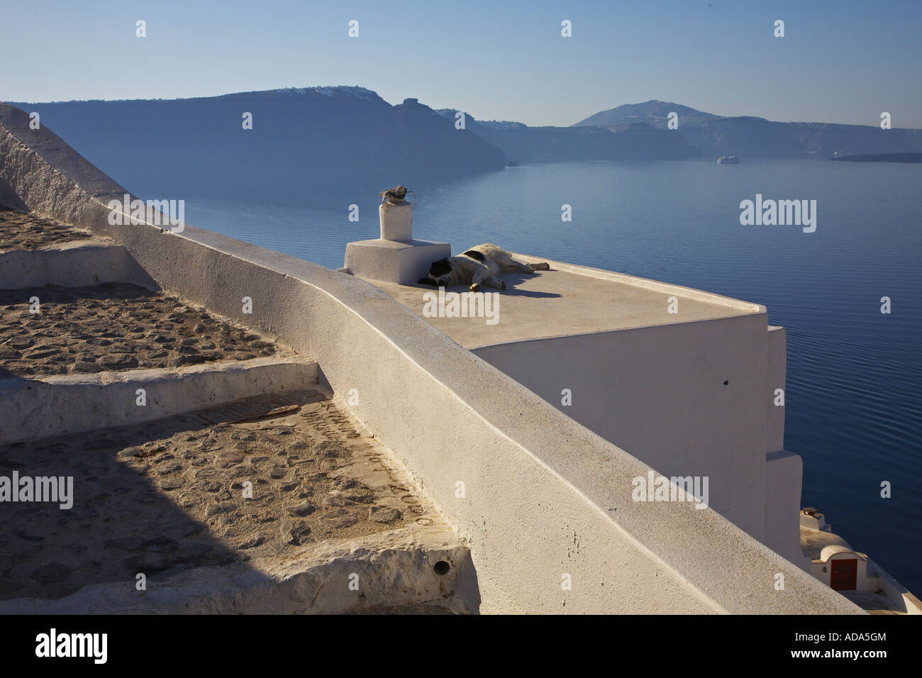 dog on the roof, Greece, Santorin, Oia Stock Photo