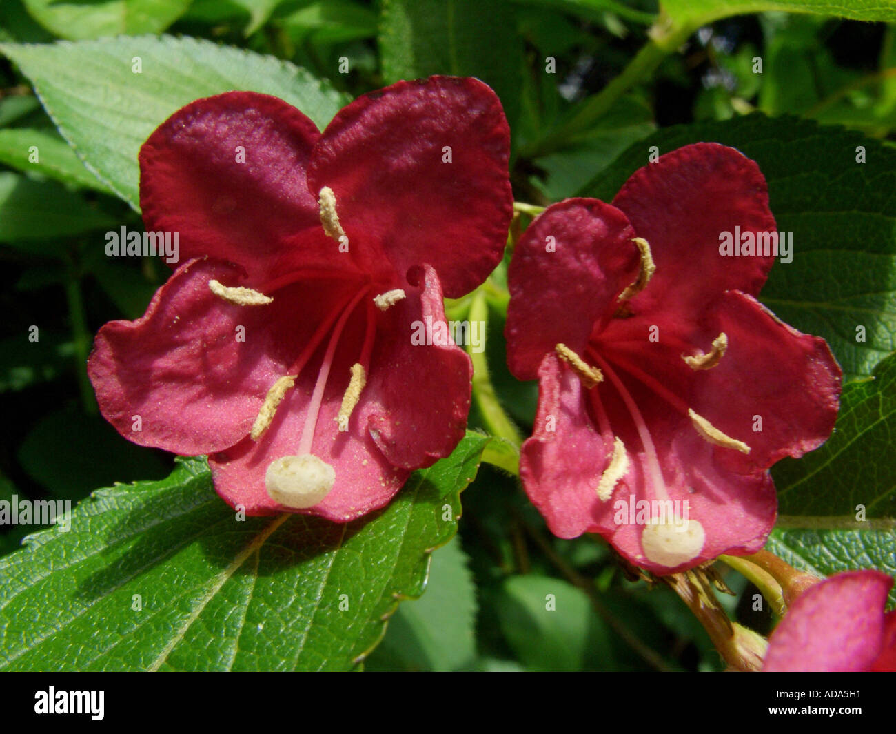 crimson weigela (Weigela floribunda), flower Stock Photo