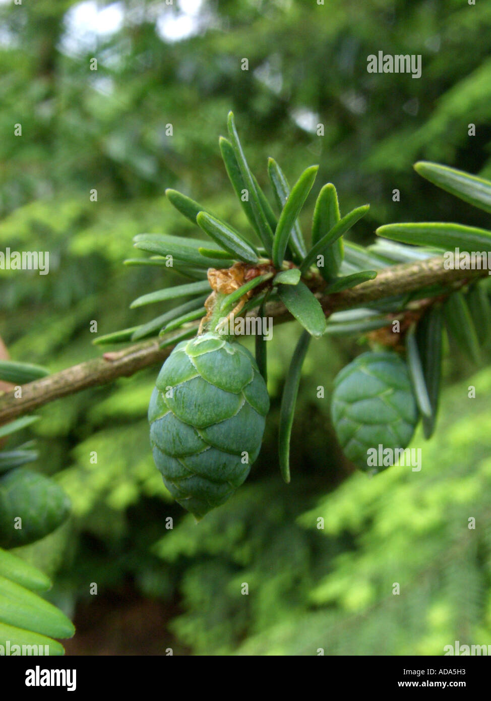 hemlock spruce, eastern hemlock (Tsuga canadensis), young cones Stock Photo