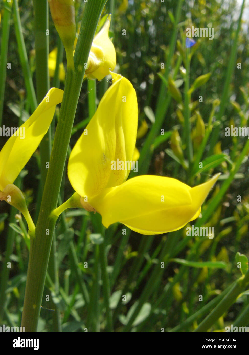 Spanish broom (Spartium junceum), flower Stock Photo