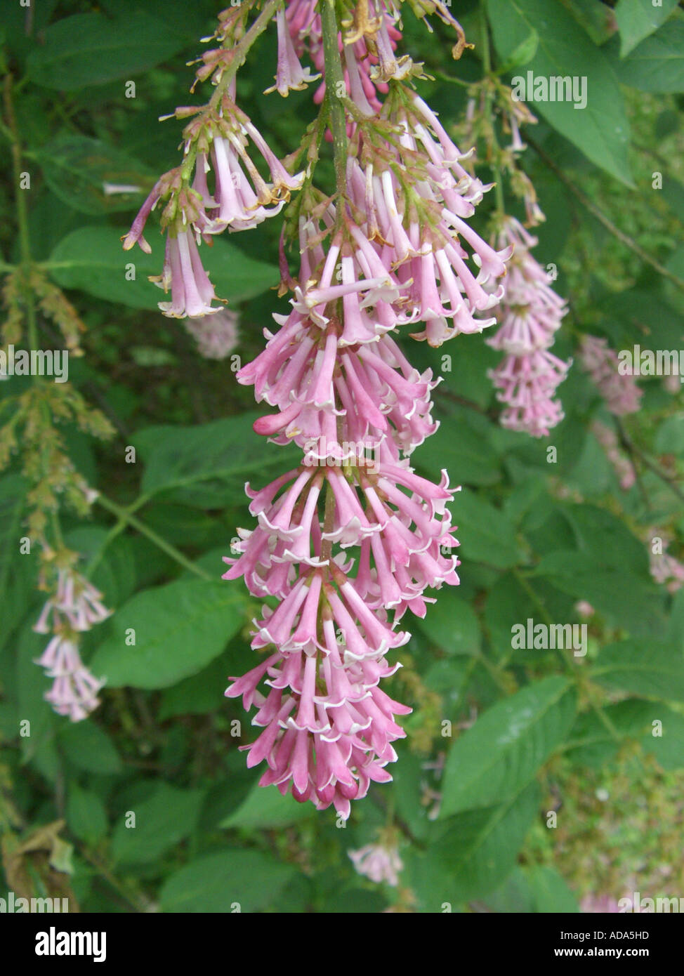 Sweginzow's lilac (Syringa sweginzowii), inflorescence Stock Photo