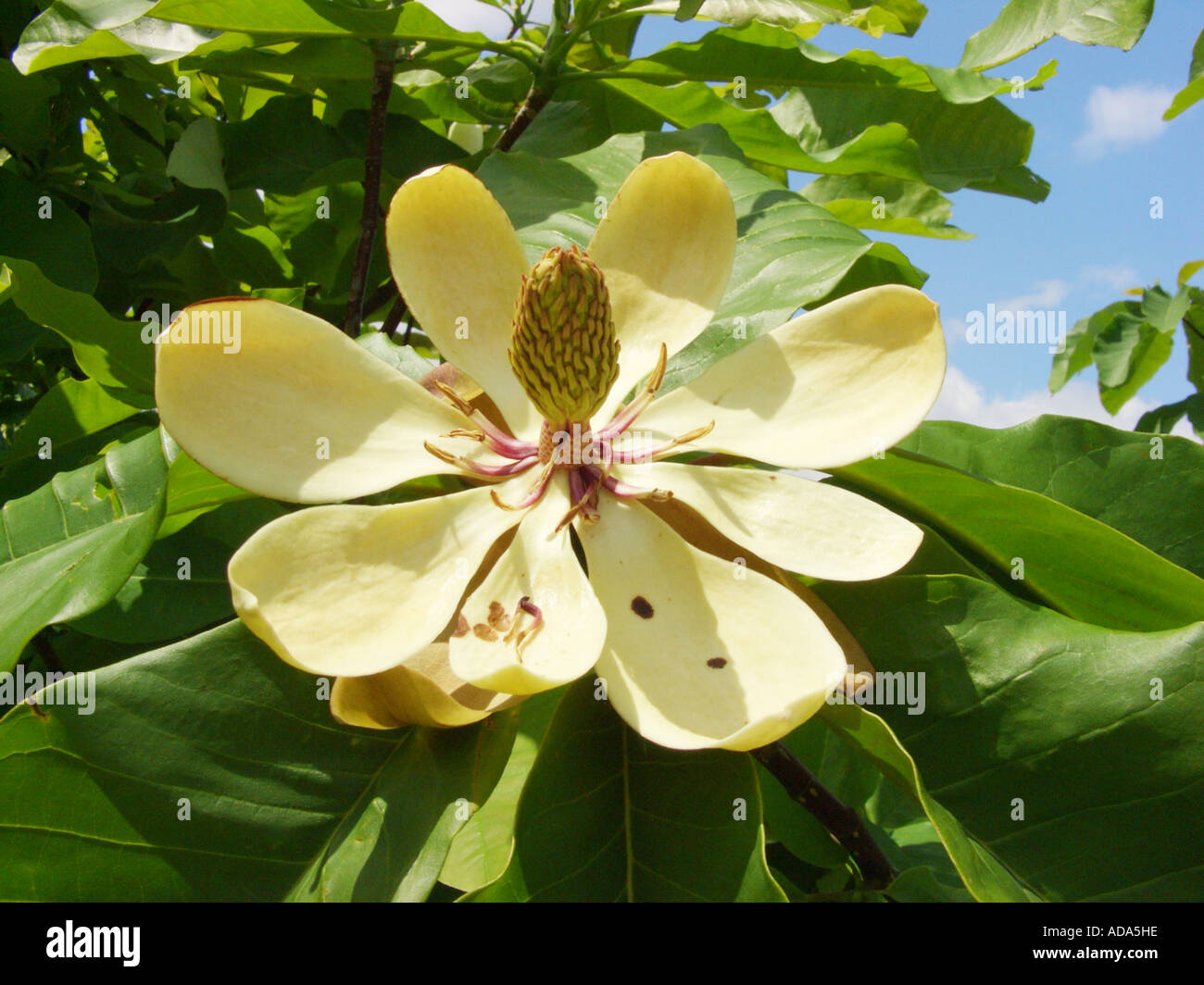 Umbrella Magnolia, Umbrella Tree, Magnolia Parasol (Magnolia Stock