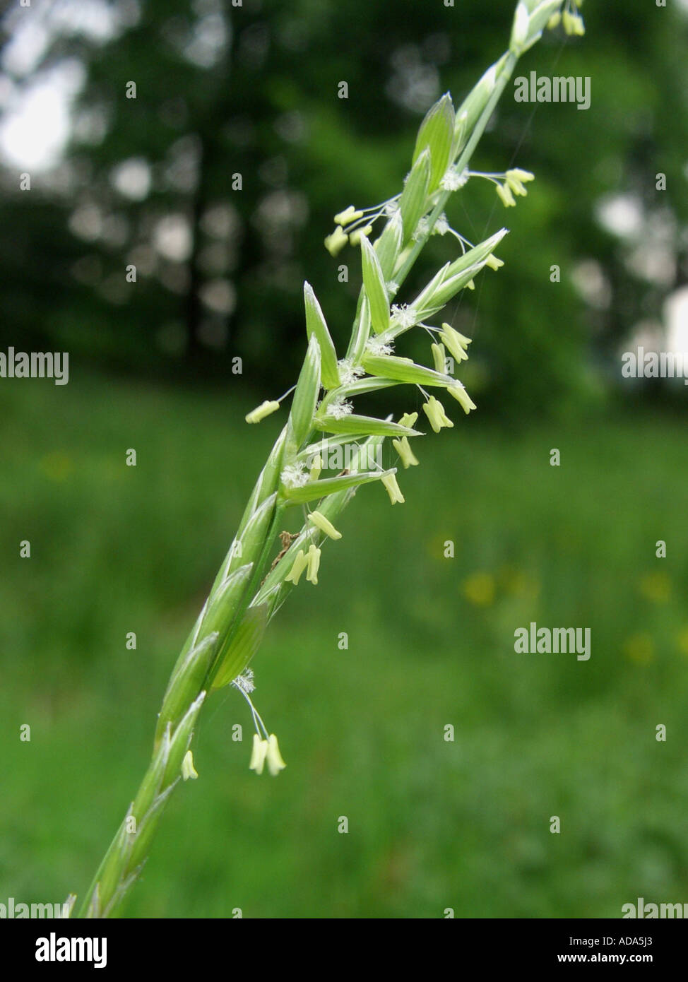 floating sweet-grass, flote-grass (Glyceria fluitans), inflorescence Stock Photo