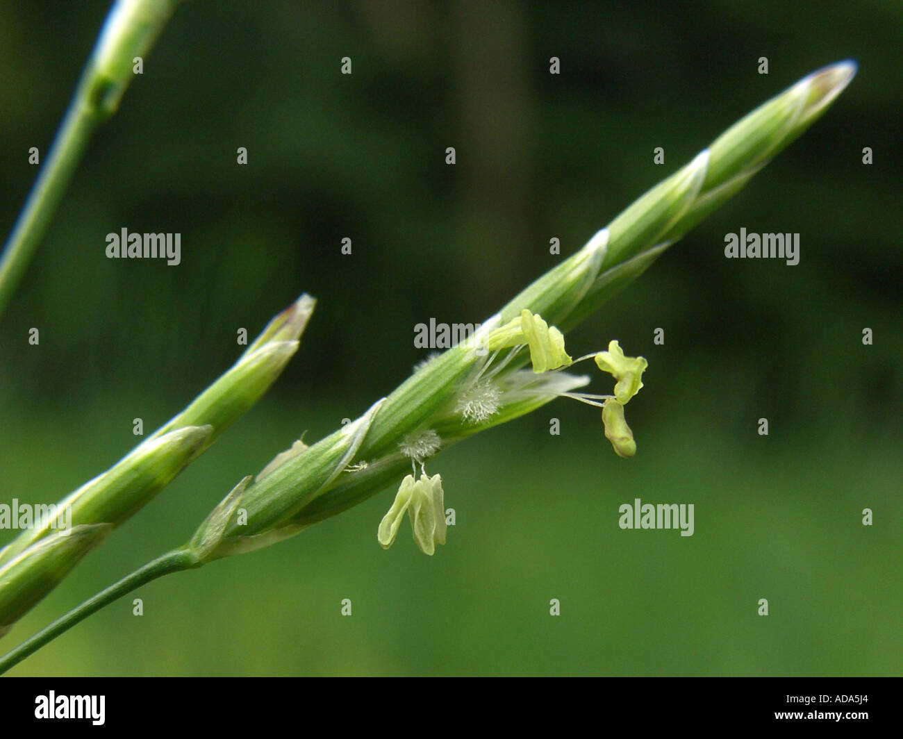 floating sweet-grass, flote-grass (Glyceria fluitans), spikelet Stock Photo