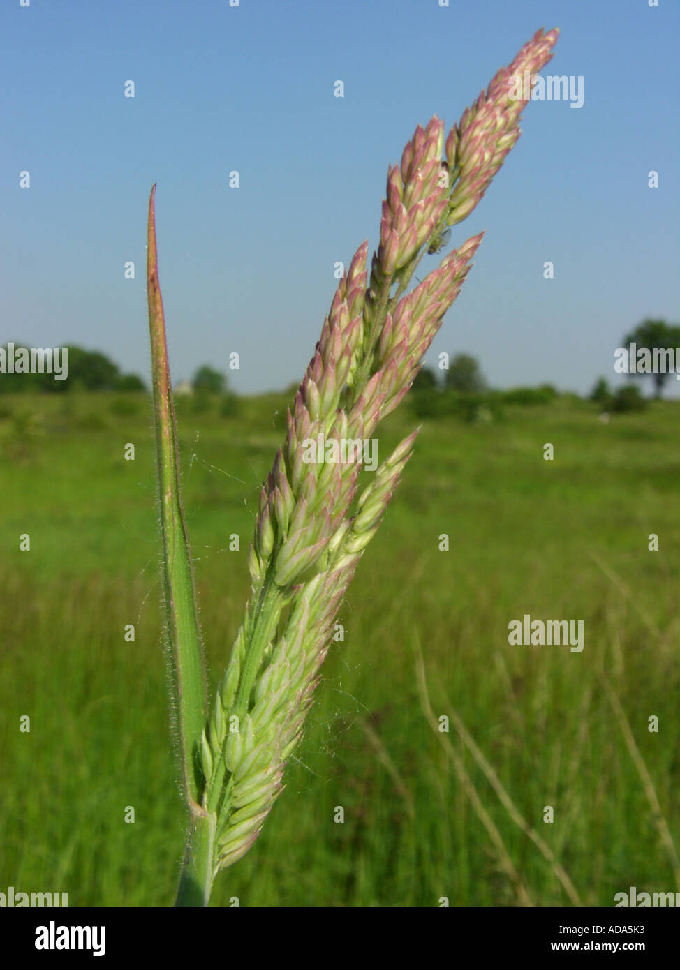 common velvet grass, Yorkshirefog, creeping velvetgrass (Holcus