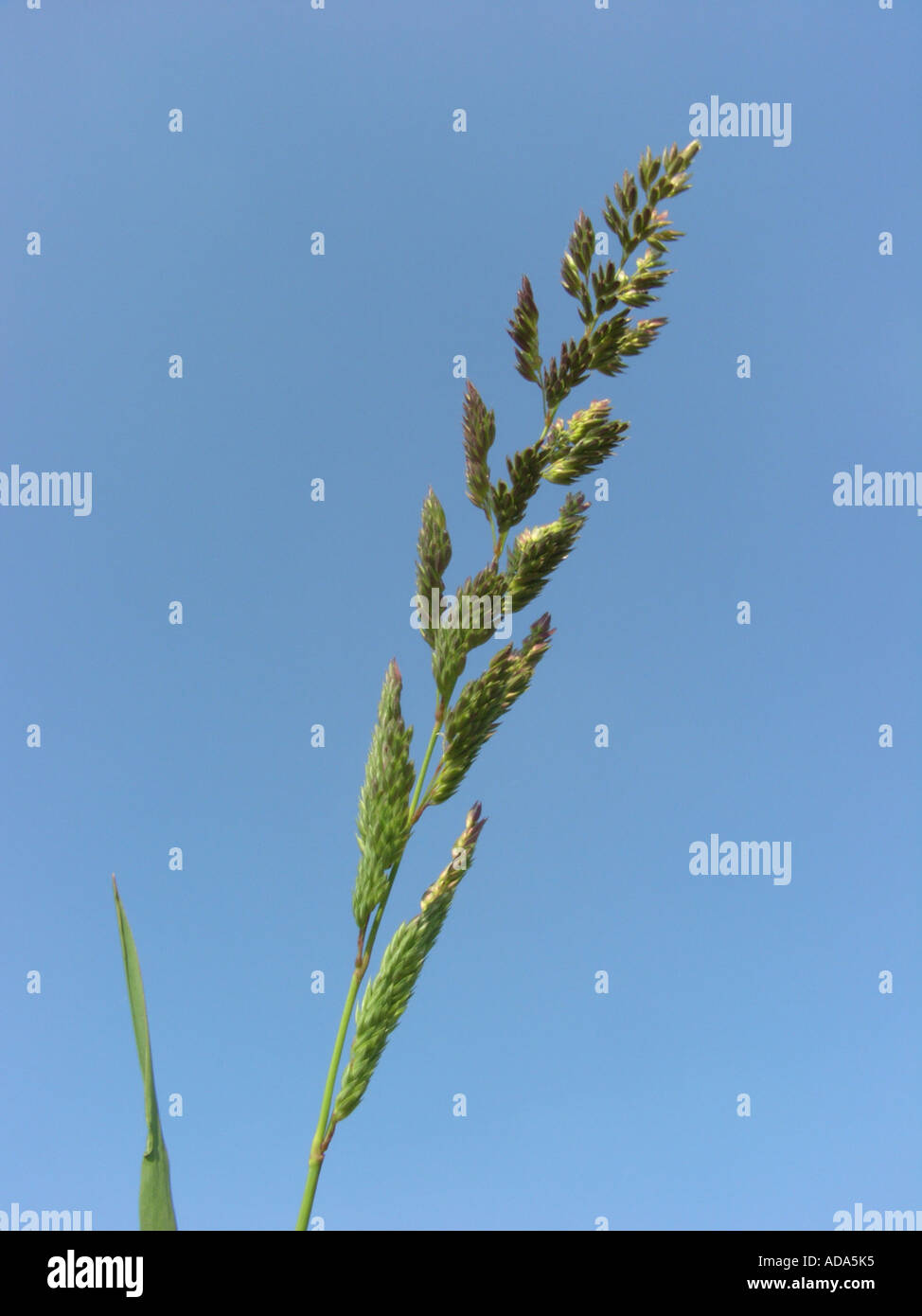 reed Canary grass (Phalaris arundinacea), inflorescence in bud against blue sky Stock Photo