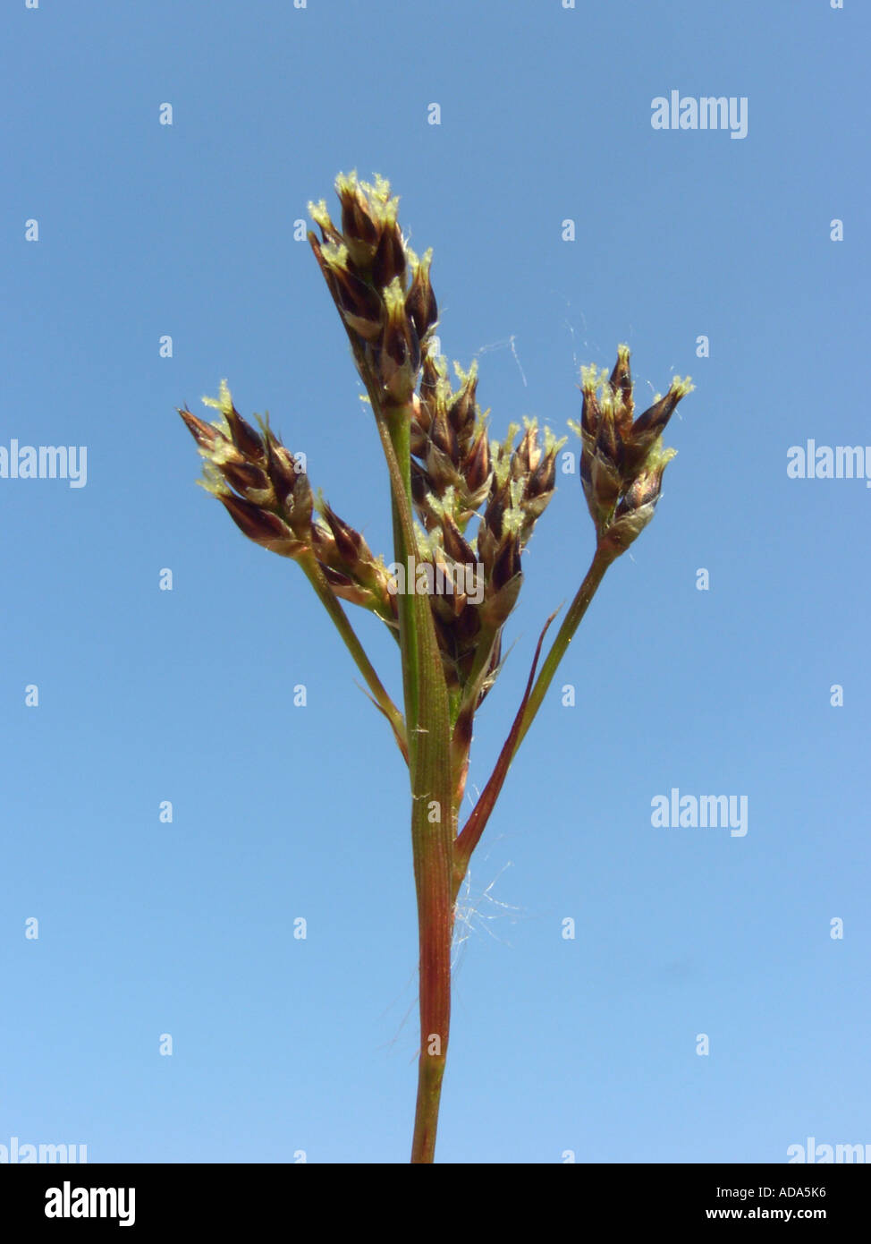 common wood-rush, heath wood-rush, many headed wood-rush (Luzula multiflora ssp. multiflora), inflorescence against blue sky Stock Photo