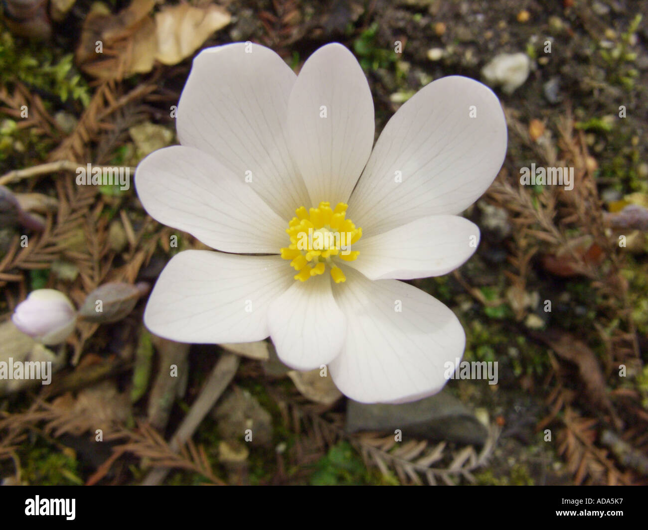 blood root, puccoon (Sanguinaria canadensis), flower Stock Photo