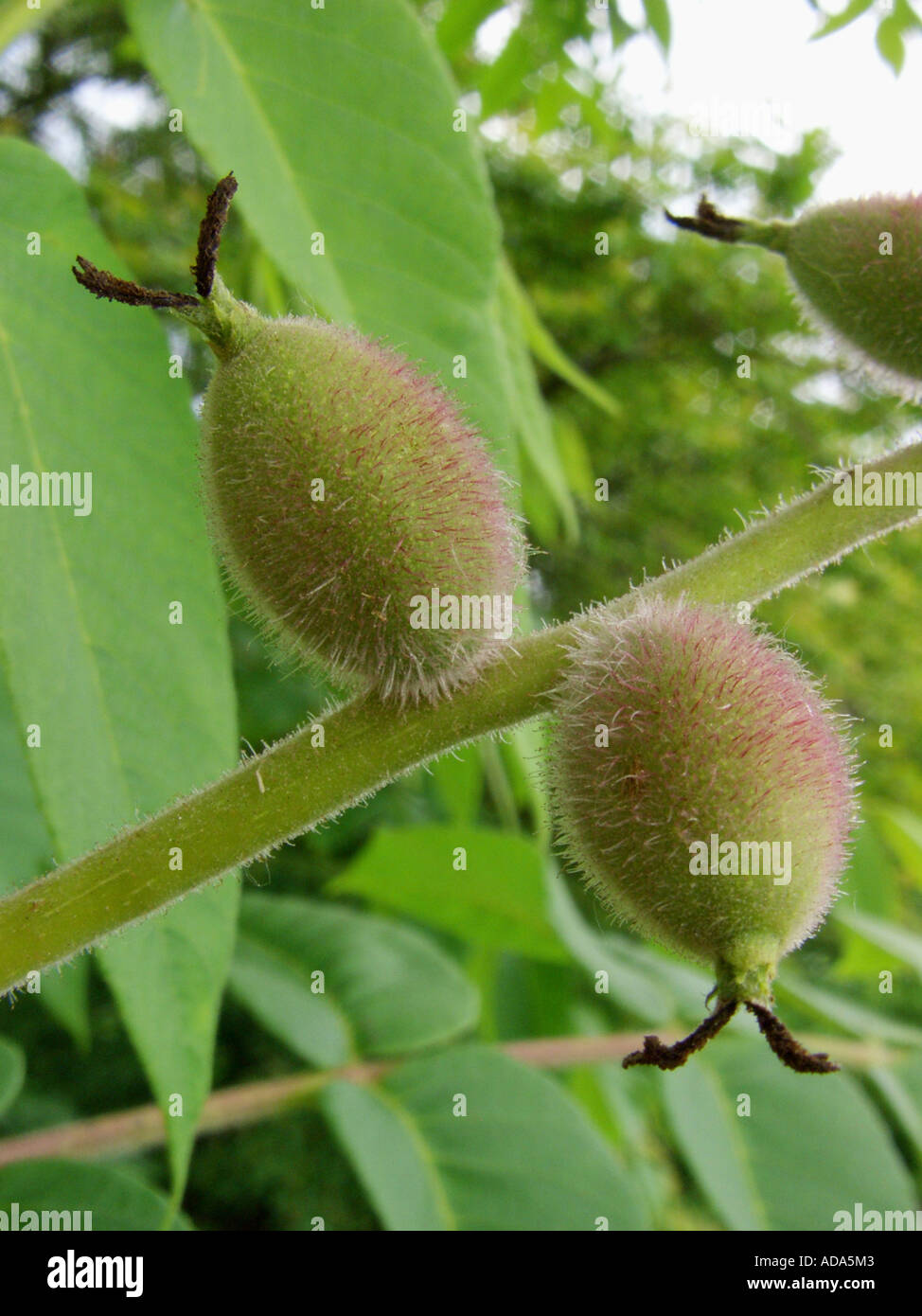 Japanese Walnut (Juglans ailantifolia ssp. ailantifolia), young fruits Stock Photo
