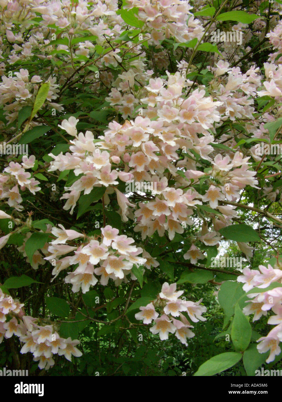 beautybush (Kolkwitzia amabilis), blooming bush Stock Photo