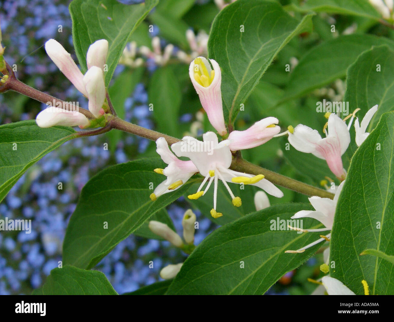 Amur honeysuckle (Lonicera maackii), flowers Stock Photo
