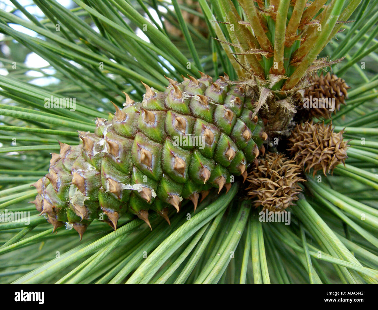 ponderosa pine, western yellow pine, blackjack pine, bull pine (Pinus ponderosa), unripe cone Stock Photo